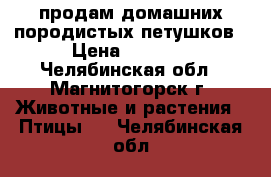 продам домашних породистых петушков › Цена ­ 1 200 - Челябинская обл., Магнитогорск г. Животные и растения » Птицы   . Челябинская обл.